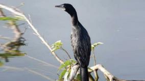 wetland-bird-survey-finds-109-species-including-rare-gray-grouse-dharmapuri