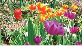 tulip-flower-decoration-in-the-park