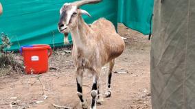chhattisgarh-crpf-friend-goat-chamunda-naxal