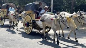 devotees-come-from-pollachi-to-palani-murugan-temple-on-a-traditional-way-by-bullock-cart