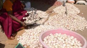 selling-rs-380-to-rs-520-per-kg-of-garlic-salem