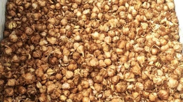 Kodaikanal Hill Garlic Crop Damage: Sale at Rs.500 Per KG