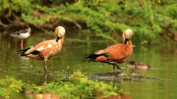 5,36,245 water birds have been directly counted in the wetlands: TN govt