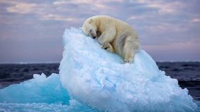 ice-bed-polar-bear-sleeping-on-iceberg-wins-best-wildlife-photo-award