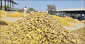 turmeric-prices-on-the-rise-due-to-fresh-supply-of-turmeric