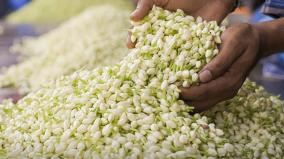 jasmine-falling-due-to-snowfall-price-hiked-to-2600-per-kg