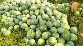 400-acres-of-watermelon-cultivation-on-udumalai-areas-as-summer-approaches