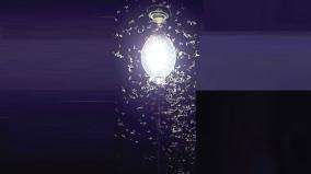 insects-are-circling-the-lamp