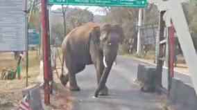 scared-by-an-elephant-that-blocked-a-govt-bus-kaarappallam