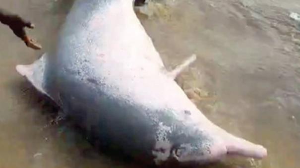 Rescue of a dolphin trapped in a fishermans net