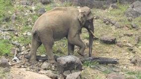 arikomban-elephant-is-healthy