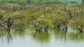 foreign-birds-flocked-to-therthangal-sanctuary