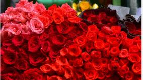 rose-export-on-february-14-valentine-day