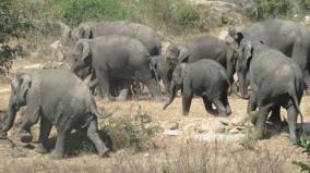 17-elephants-attacked-villages-near-tirupati