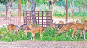 spotted-deer-population-on-trichy-bhel-park-is-very-low