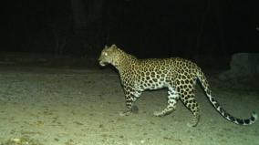 leopard-movement-on-marudamalai-temple-trail-forest-department-monitoring