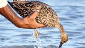 rare-species-of-northern-shoveler-ducks-die