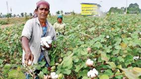 expected-price-for-cotton-despite-yield-oddanchatram-farmers-worried