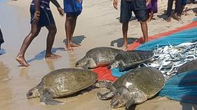 8-turtles-caught-in-net-in-dhanushkodi