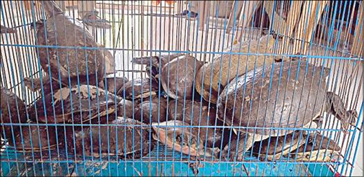 33 freshwater turtles seized
