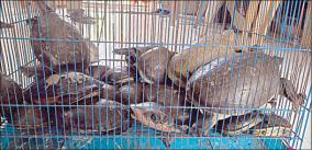 33-freshwater-turtles-seized