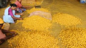 new-high-on-14-years-turmeric-quintal-rs-15551-erode-market