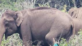 movement-of-elephants-on-kodaikanal-berijam-lake-area-ban-for-tourists