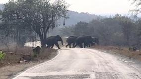 elephants-migrated-in-krishnagiri-district