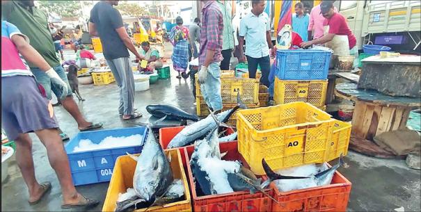 Dwindling supply doubles fish prices @ Kumari district
