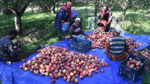 2 crore boxes of apples imported from 30 countries in 11 months: Indian farmers affected