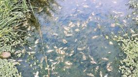 thousands-of-fish-dead-on-palar-river-allegations-of-skin-waste-mixing