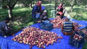2-crore-boxes-of-apples-imported-from-30-countries-in-11-months-indian-farmers-affected