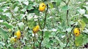 loss-of-revenue-due-to-disease-on-brinjal-plant-on-dindigul