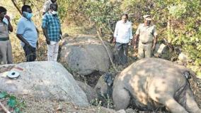 elephant-death-due-to-disease-on-sathyamangalam-forest-area