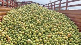 guava-prices-fall-on-palani-selling-at-rs-25-per-kg