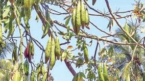 increase-on-ilavam-panju-fruit-yield-theni-farmers-are-happy