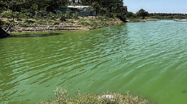 pond turned green due to mixing of sewage