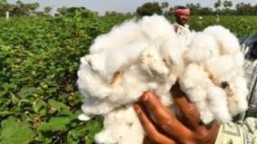 cotton-rates-increased-to-rs-62-000