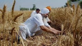 wheat-production-will-reach-11-crore-tonnes
