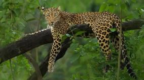 8-percent-increase-in-leopard-population-in-4-years