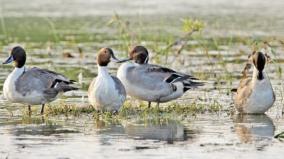 24207-birds-on-57-ponds-at-nellai-tenkasi-thoothukudi-recorded-on-survey