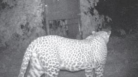 leopards-roam-along-the-banks-of-sanathkumar-river-near-denkanikottai