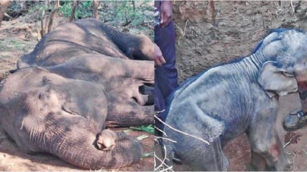 mother elephant died at Sathyamangalam forest near erode