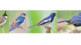 141-species-of-birds-on-the-sivaganga-landscape-information-on-forest-department-survey