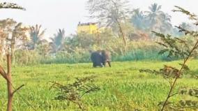single-elephant-that-entered-dharmapuri-village-scared-the-people