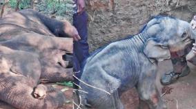 baby-elephant-surrounds-a-mother-elephant-fainted-from-ill-health-struggle-of-affection-on-sathyamangalam