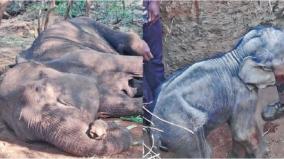 mother-elephant-died-at-sathyamangalam-forest-near-erode