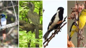 rare-species-of-birds-discovered-in-mettur-forest
