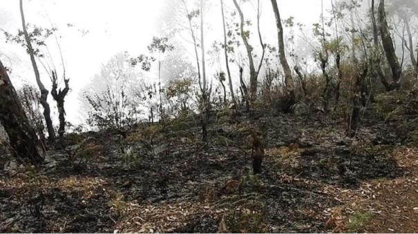Forest fire in Kodaikanal forest