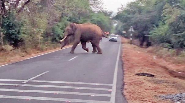 Elephants crossing the Mettupalayam - Kotagiri road